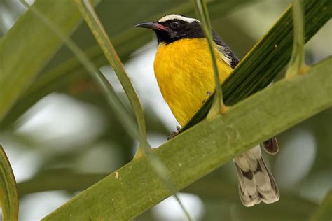 Birds In Barbados Avforums