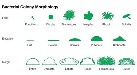 Bacteria Morphology