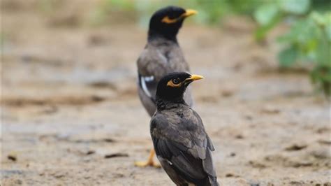 Common Myna 🐦 Sounds Relaxing Bird Sounds Birds In The Outskirts