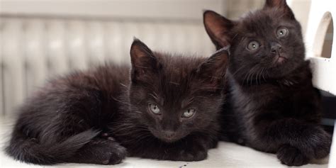 Black Cats Less Than Half As Likely To Be Adopted As Gray Cats Infographic Huffpost