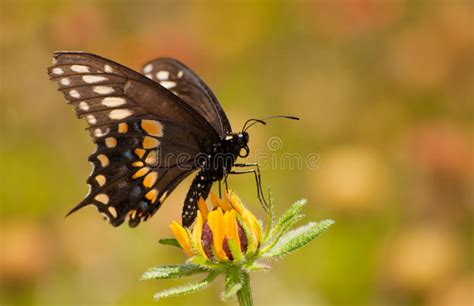 Mariposa Negra De Swallowtail Que Alimenta En Una Susan Negro Observada