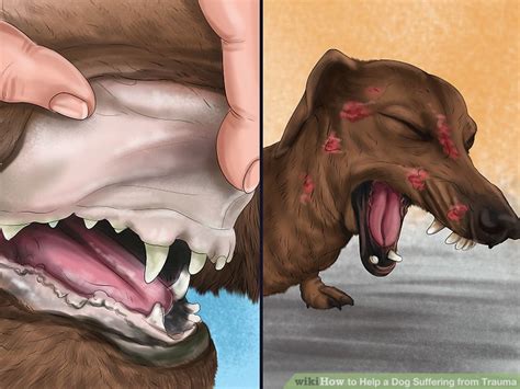3 Ways To Help A Dog Suffering From Trauma Wikihow