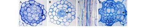 Different State Of Pericycle Cells Form The Lateral Roots A Pericycle