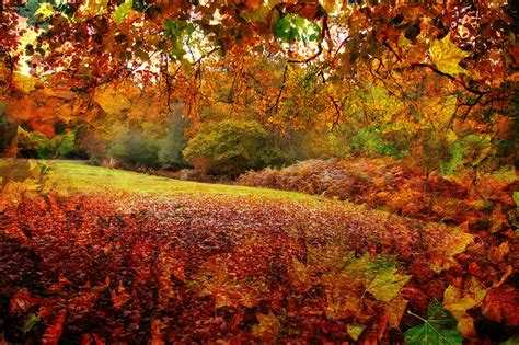 New Forest Hampshire England Autumn Forest Leaves Tree
