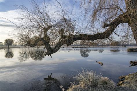Old Weeping Willow Tree Branch Reaching Out Over Pond Stock Photo
