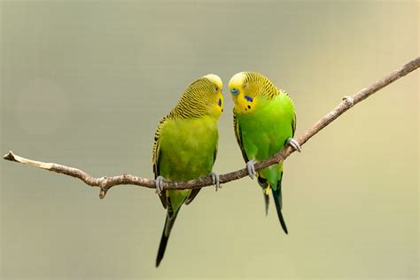Parakeets Kissing Flickr Photo Sharing