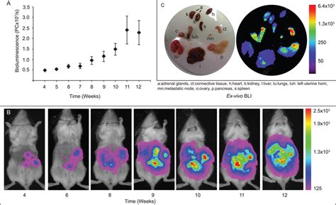 Tumour Growth Monitored By Bioluminescence Imaging Bli Tumour Growth