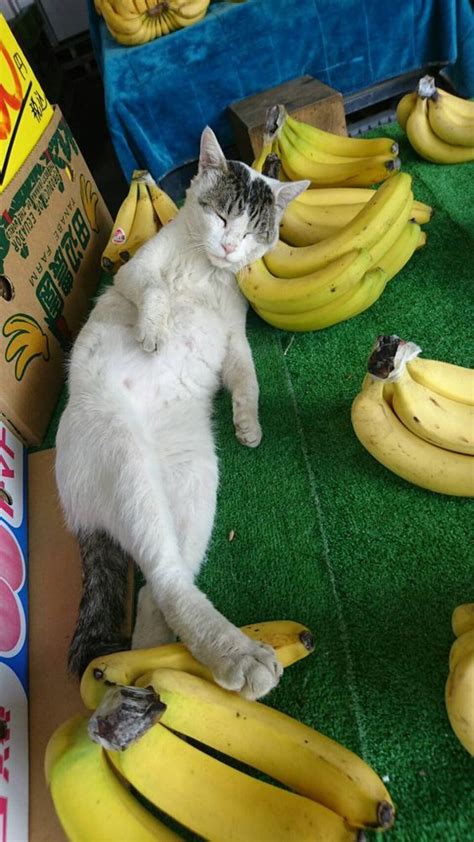 Banana Day Can Cats Eat Bananas Cattime Cute Cats Cats Cute Animals