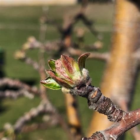 Apple Bud Stages New England Tree Fruit Management Guide