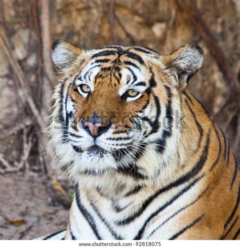 Siberian Tiger Resting Zoo Stock Photo 92818075 Shutterstock