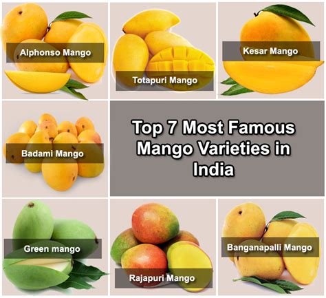 Top 7 Most Famous Export Varieties Of Mango In India