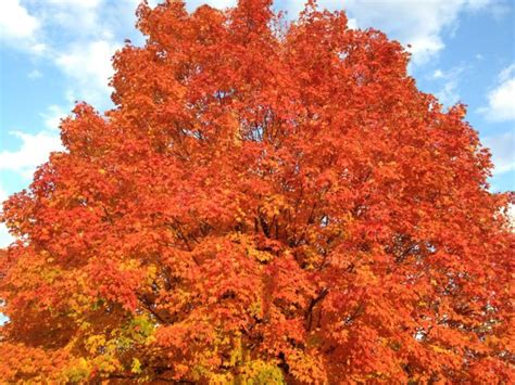 Northern Virginia Fall Foliage Best Places To See Fall Colors In The