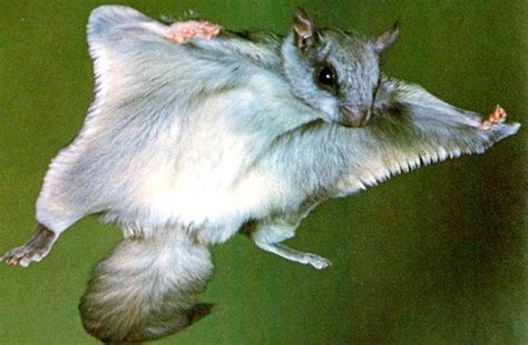 Karakter doraemon menjadi salah satu dari film. Penjelasan Tentang Persamaan dan Perbedaan Sugar Glider Dengan Tupai Terbang - FaunaDanFlora.Com