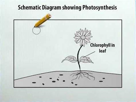 Liver diagram with labels and real human liver images also posted here. Class 7 Science - Schematic Diagram showing Photosynthesis ...