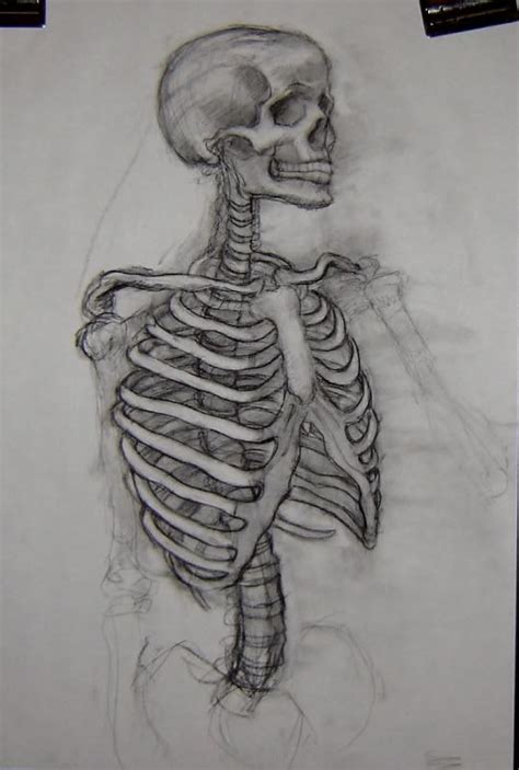 Skeleton Half Skeleton Drawings Human Anatomy Art Ske