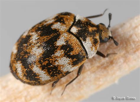 If the look like a grain of sand and black, well do they jump up periodically??? Carpet Beetles vs. Bed Bugs - Bed Bug Treatments & Removal