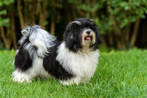 Havanese Dog Breed Characteristics Care And Photos Bechewy