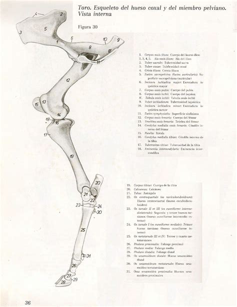 Pin En Anatomia Animal
