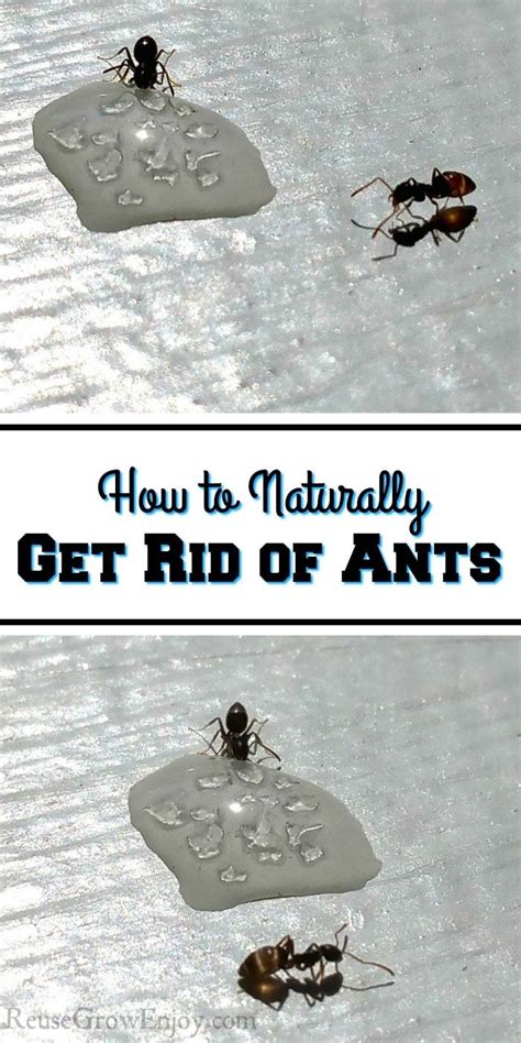 have issues with ants in the home if you are looking for ideas to get rid of them i am going