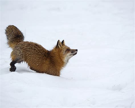 Fox Red Vulpes Fulva Photograph By Carol Gregory