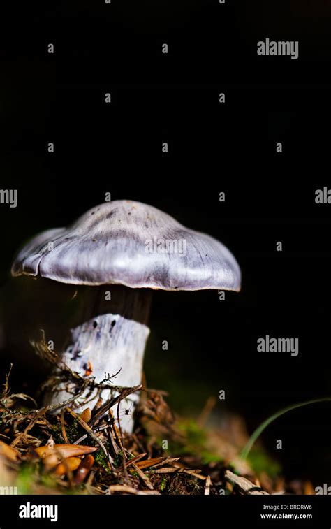 Poisonous Mushroom In Forest Stock Photo Alamy