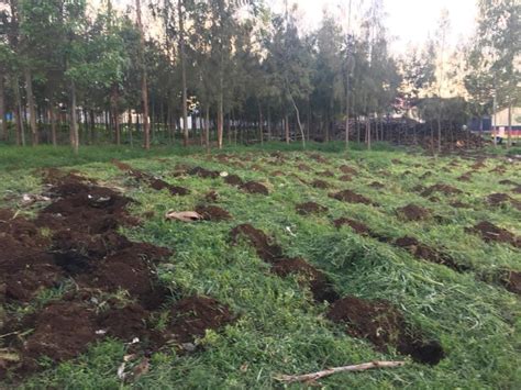 Plant Trees In Kenya Reforestation Project Just One Tree Just One