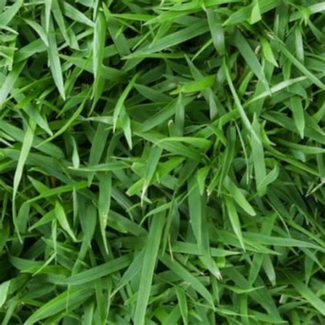 Australian Grass Types Identify And Choose The Right One Guide By