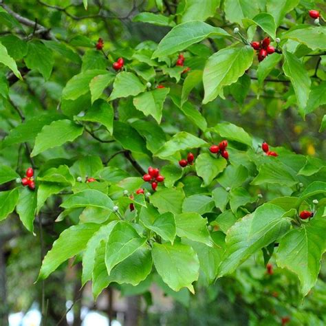 Red Flowering Dogwood For Sale Cherokee Brave Dogwood Trees For Sale