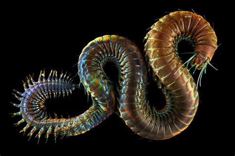 Creatures From Your Dreams And Nightmares Unbelievable Marine Worms