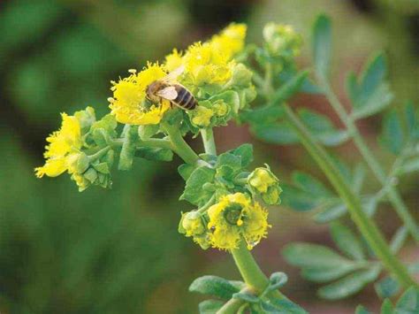 Herb To Know Common Rue Grow Herb Companion Growing Herbs