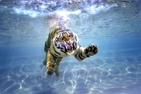 Psbattle Tiger Swimming Underwater Photoshopbattles