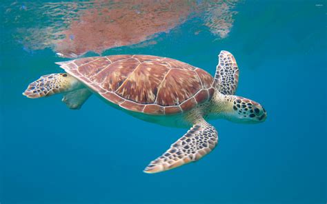Черепаха на море фото