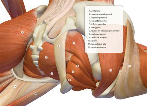 Other muscles in the region are usually involved. Free Image Gallery