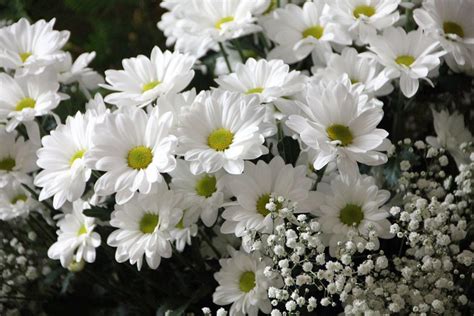Paling Keren 30 Download Gambar Bunga Putih Galeri Bunga Hd