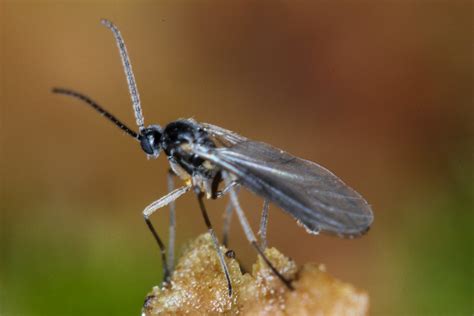 Fungus Gnats In Potted House Plants Get Rid Of Them The Happy