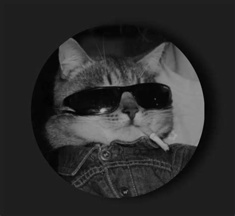 Bandw Cool Cat Pfp In 2023 Cats Cool Cats Bw