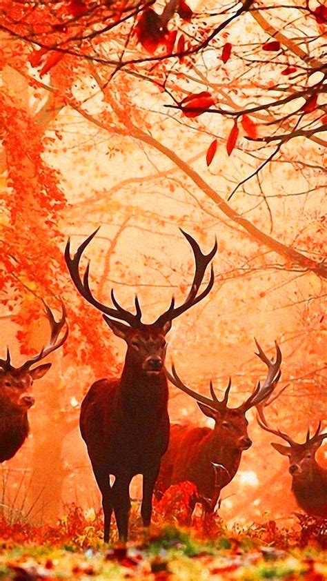 Deer Hunting Wallpaper iPhone - KoLPaPer - Awesome Free HD Wallpapers