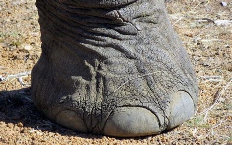 Anatomía De Los Elefantes