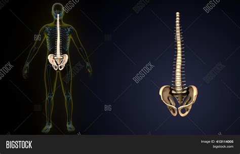 3d Render Human Body Image And Photo Free Trial Bigstock