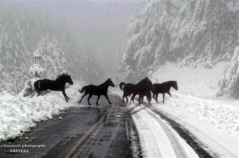 Beautiful Winter Scene With Horses Winters Dreamland
