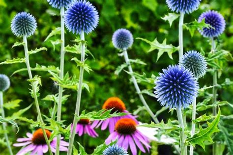 Best perennials to attract hummingbirds. Hummingbird Plants: 25+ Of The Best Flowers That Attract ...