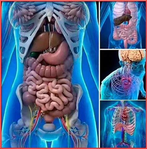 Cuerpo Humano Cuerpo Humano Organos Del Cuerpo Humano Sistemas Del