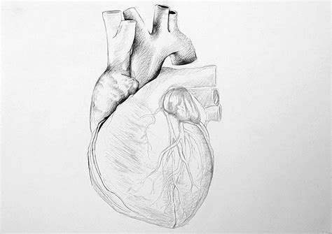 19 Drawing A Realistic Heart Evellyndeacon