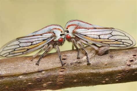 Newly Emerged Oak Treehopper Adults Insects Bored Panda Invertebrates