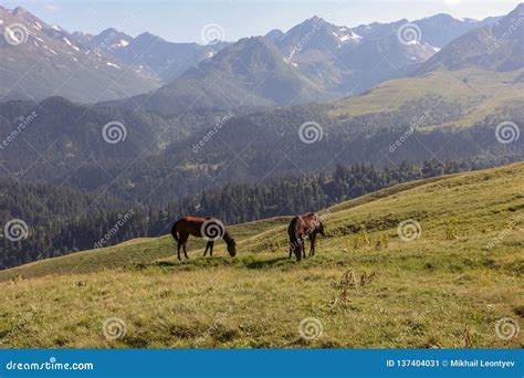 Two Alone Horses On Mountain Meadow Stock Image Image Of Freedom