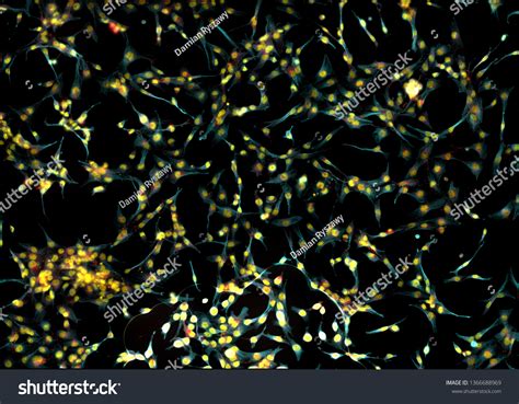 Real Fluorescence Microscopic View Human Skin Stock Photo 1366688969
