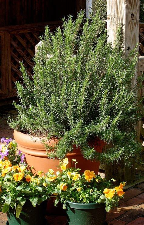 Plant Rosemary In A Terra Cotta Pot That Drains Well And Dried Out