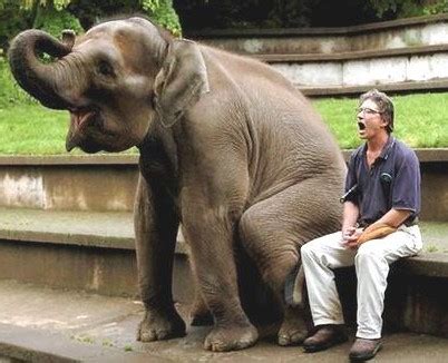 We did not find results for: Gambar Gajah Beserta Namanya | Kumpulan Gambar Lengkap