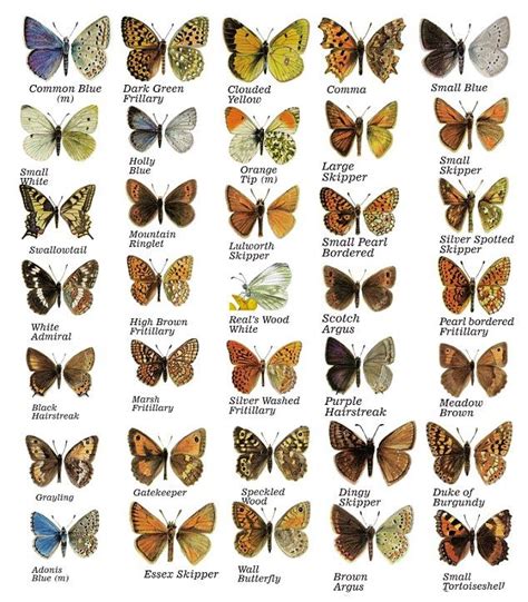 British Butterflies Butterfly Species Butterfly Conservation