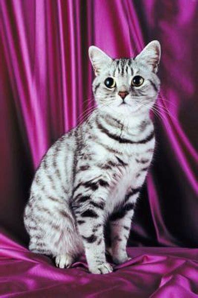 Information On Silver Tabby American Shorthair Cats Pets